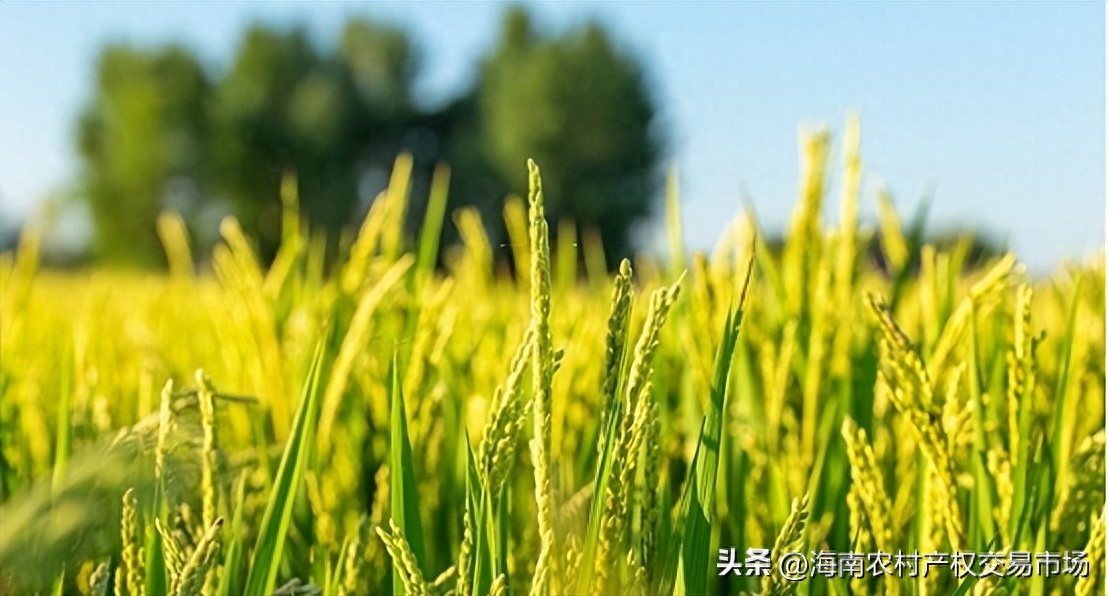 车辆抵押融资(土地违规抵押融资整改)? (http://www.qacrysj.cn/) 知识问答 第1张