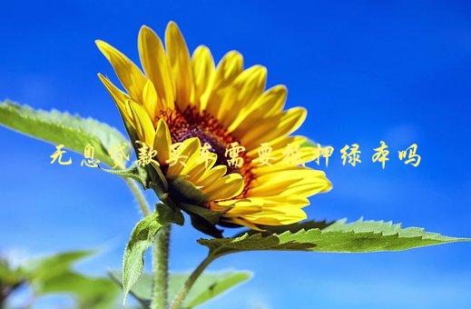 没绿本车可以抵押吗(抵押车没绿本可以报废处理吗)? (http://www.qacrysj.cn/) 知识问答 第1张