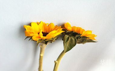车抵押贷款去哪里(借名购车法律关系)？ (http://www.qacrysj.cn/) 知识问答 第1张